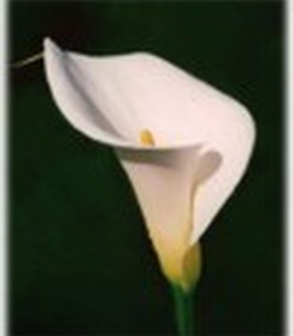 markland funeral home ontario
