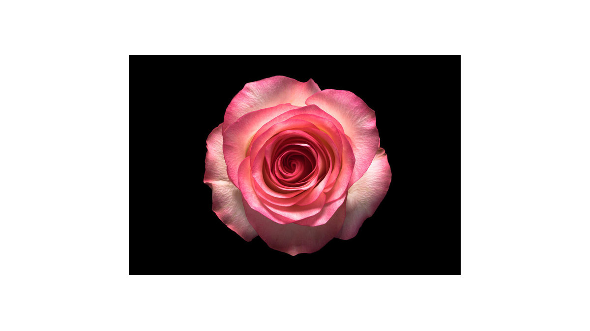 Carole Susan Oconnor