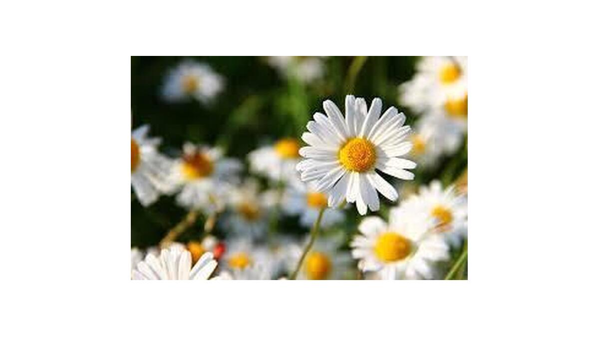 Patricia Harper Obituary Scottsville, NY Cameron Funeral Homes, LLC