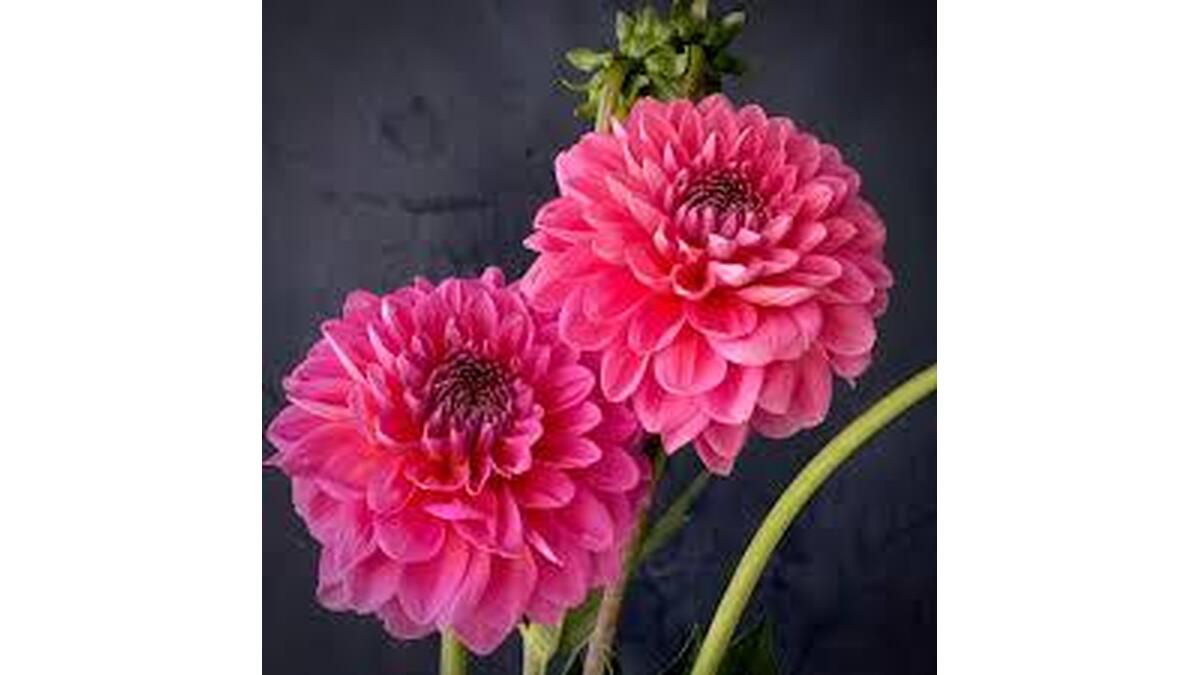 Marilyn Brann Obituary, Warsaw, VA