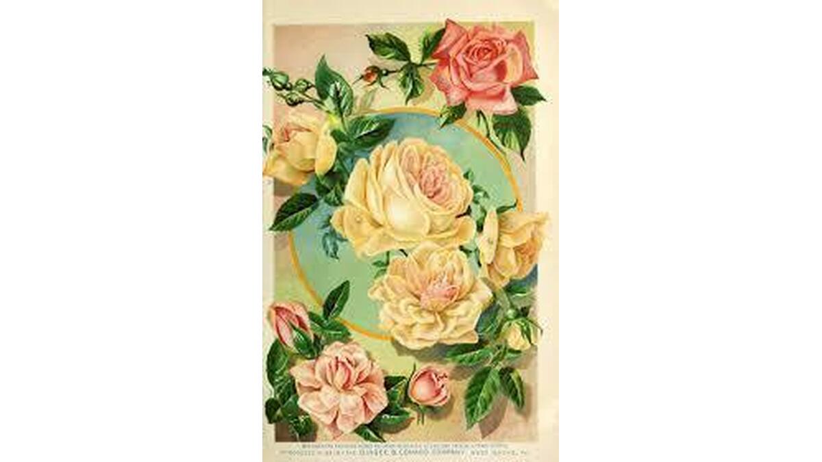 Eva Bryant Obituary, Warsaw, VA